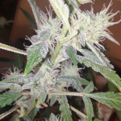 Apricot Auto Fastbuds  growlog timeline photo
