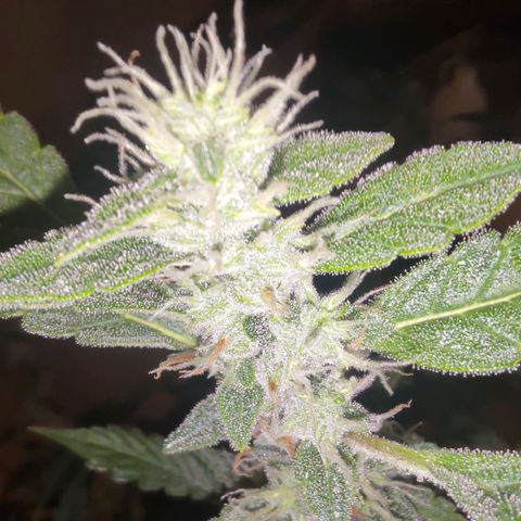 Apricot Auto Fastbuds  growlog timeline photo