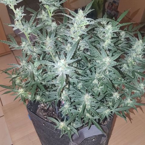 Bubblegum Auto Fastbuds  growlog timeline photo