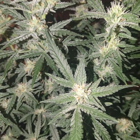 Bubblegum Auto Fastbuds  growlog timeline photo