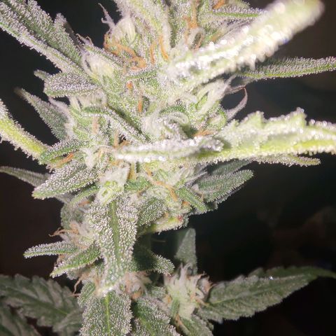 Bubblegum Auto Fastbuds  growlog timeline photo