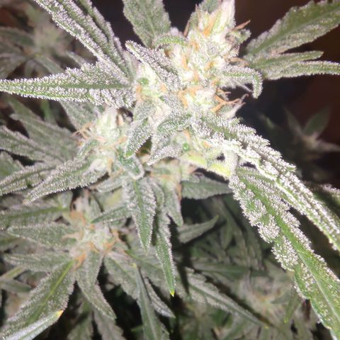 Bubblegum Auto Fastbuds  growlog timeline photo
