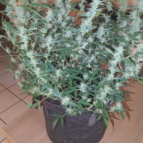 Apricot Auto Fastbuds  growlog timeline photo