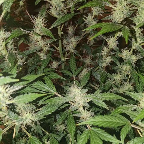 Apricot Auto Fastbuds  growlog timeline photo