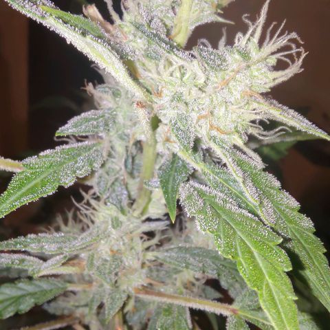 Apricot Auto Fastbuds  growlog timeline photo