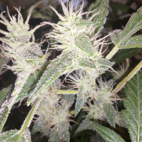 Apricot Auto Fastbuds  growlog timeline photo