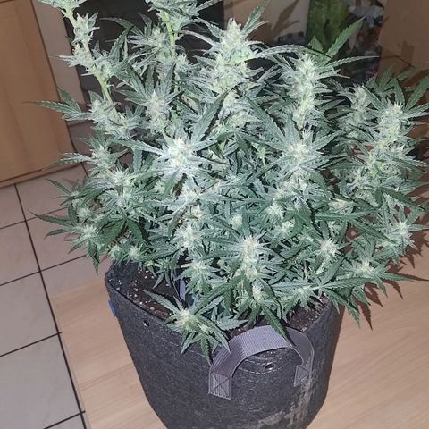 Bubblegum Auto Fastbuds  growlog timeline photo