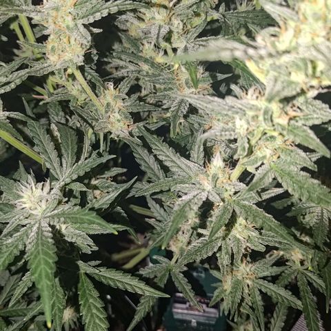 Bubblegum Auto Fastbuds  growlog timeline photo