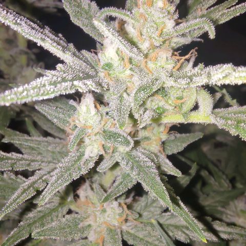Bubblegum Auto Fastbuds  growlog timeline photo