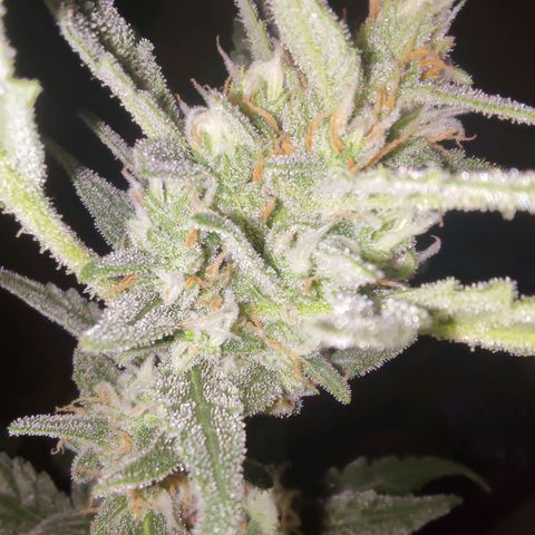 Bubblegum Auto Fastbuds  growlog timeline photo