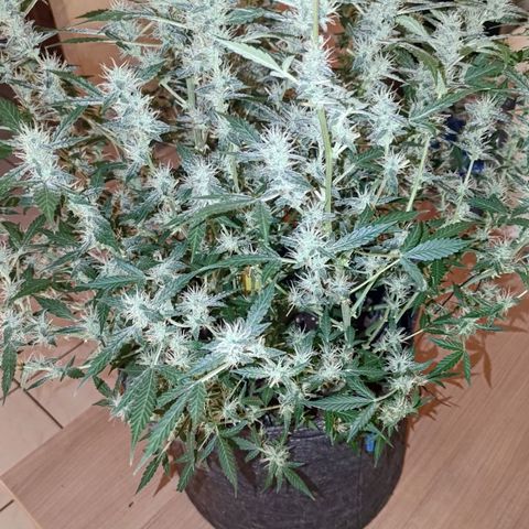 Apricot Auto Fastbuds  growlog timeline photo
