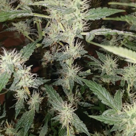 Apricot Auto Fastbuds  growlog timeline photo