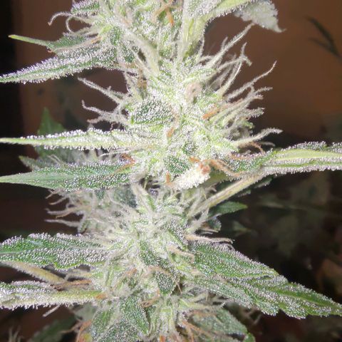 Apricot Auto Fastbuds  growlog timeline photo