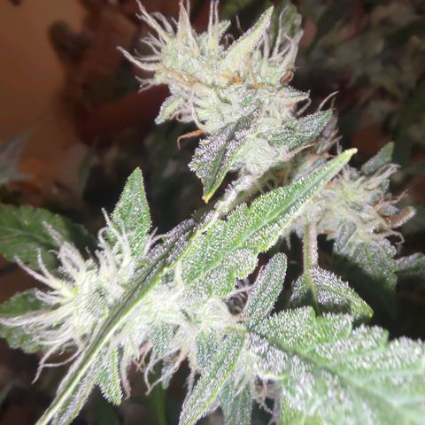 Apricot Auto Fastbuds  growlog timeline photo