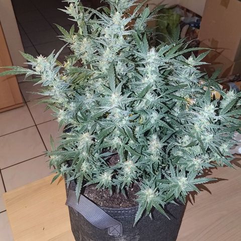 Bubblegum Auto Fastbuds  growlog timeline photo