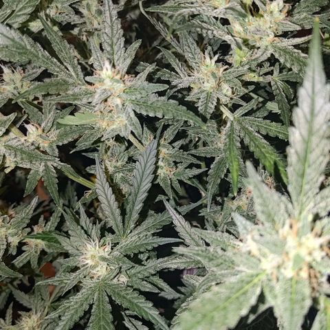 Bubblegum Auto Fastbuds  growlog timeline photo