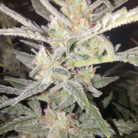 Bubblegum Auto Fastbuds  growlog timeline photo