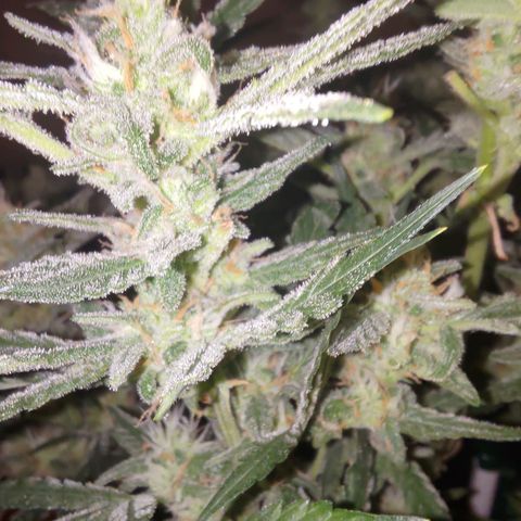 Bubblegum Auto Fastbuds  growlog timeline photo