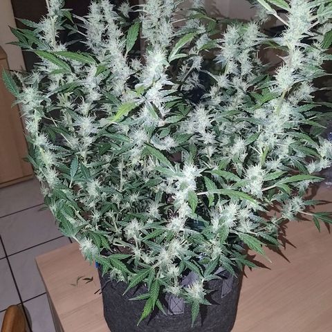 Apricot Auto Fastbuds  growlog timeline photo