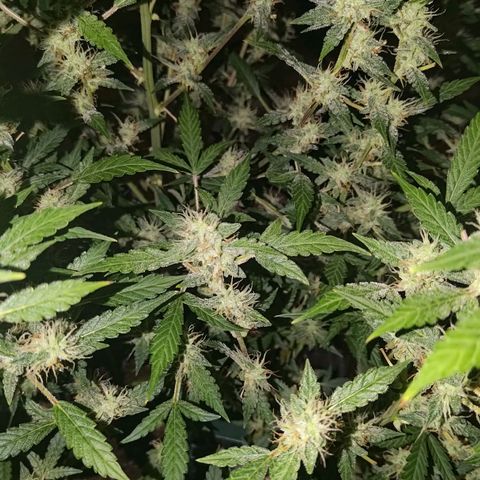 Apricot Auto Fastbuds  growlog timeline photo