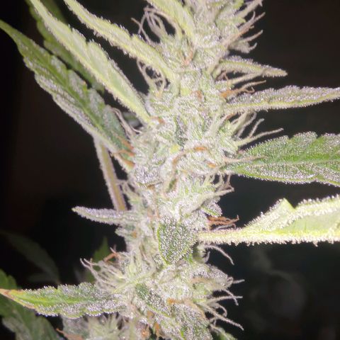 Apricot Auto Fastbuds  growlog timeline photo