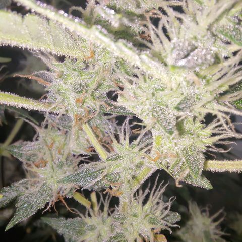 Apricot Auto Fastbuds  growlog timeline photo