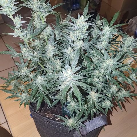 Bubblegum Auto Fastbuds  growlog timeline photo