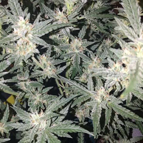 Bubblegum Auto Fastbuds  growlog timeline photo
