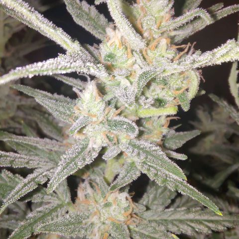 Bubblegum Auto Fastbuds  growlog timeline photo