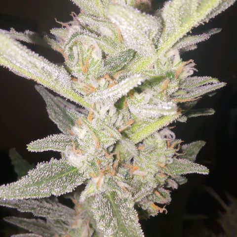 Bubblegum Auto Fastbuds  growlog timeline photo
