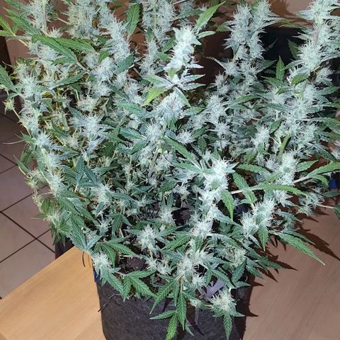 Apricot Auto Fastbuds  growlog timeline photo