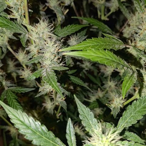 Apricot Auto Fastbuds  growlog timeline photo