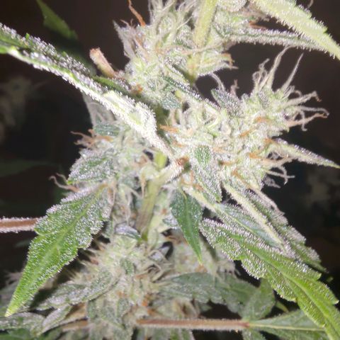 Apricot Auto Fastbuds  growlog timeline photo