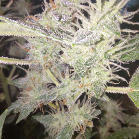 Apricot Auto Fastbuds  growlog timeline photo