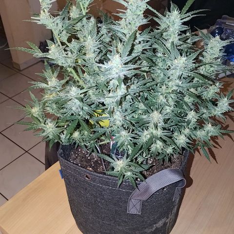 Bubblegum Auto Fastbuds  growlog timeline photo