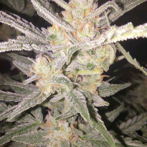 Bubblegum Auto Fastbuds  growlog timeline photo