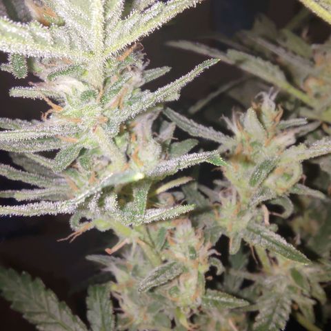 Bubblegum Auto Fastbuds  growlog timeline photo