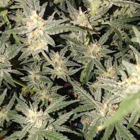 Bubblegum Auto Fastbuds  growlog timeline photo