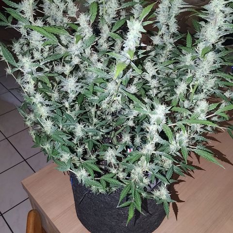 Apricot Auto Fastbuds  growlog timeline photo
