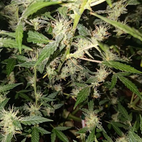 Apricot Auto Fastbuds  growlog timeline photo