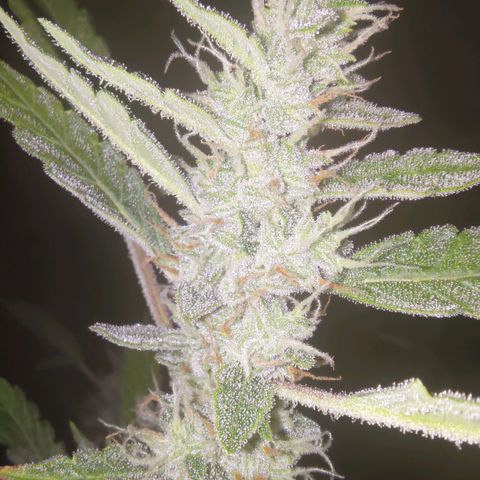 Apricot Auto Fastbuds  growlog timeline photo