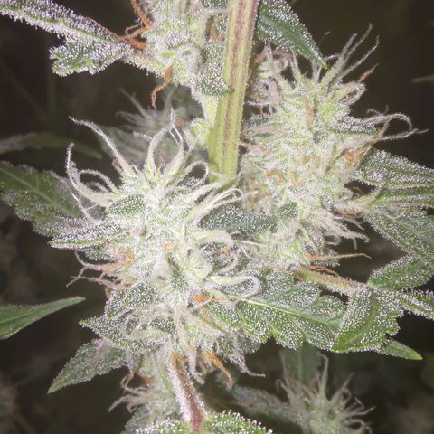 Apricot Auto Fastbuds  growlog timeline photo