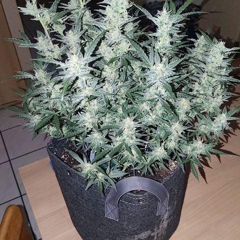 Bubblegum Auto Fastbuds  growlog timeline photo