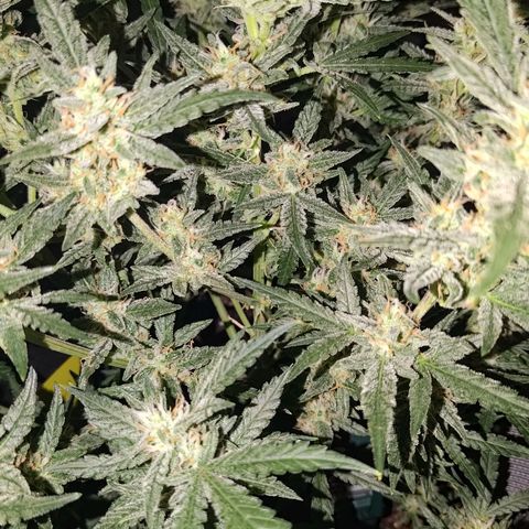 Bubblegum Auto Fastbuds  growlog timeline photo