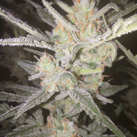 Bubblegum Auto Fastbuds  growlog timeline photo