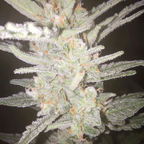 Bubblegum Auto Fastbuds  growlog timeline photo