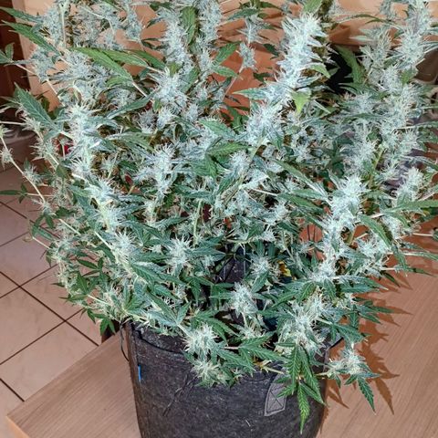 Apricot Auto Fastbuds  growlog timeline photo