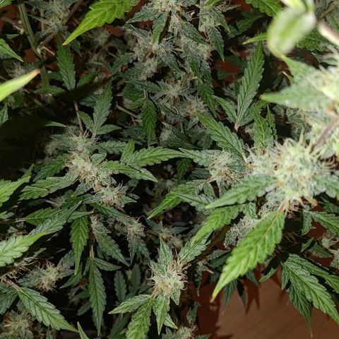 Apricot Auto Fastbuds  growlog timeline photo