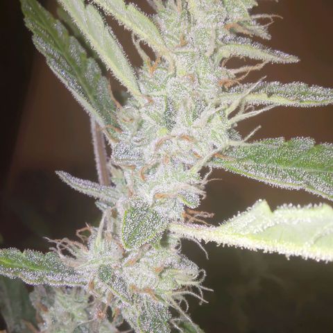 Apricot Auto Fastbuds  growlog timeline photo