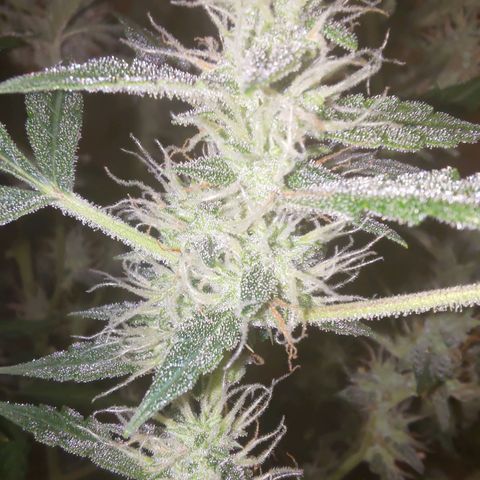 Apricot Auto Fastbuds  growlog timeline photo